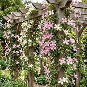 Clematis montana mix - bergclematis in wit, roze en lichtroze - set van 12 - Ø9 cm