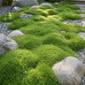 Sagina subulata - Vetmuur - Rotsplanten - Wit - 6 Planten