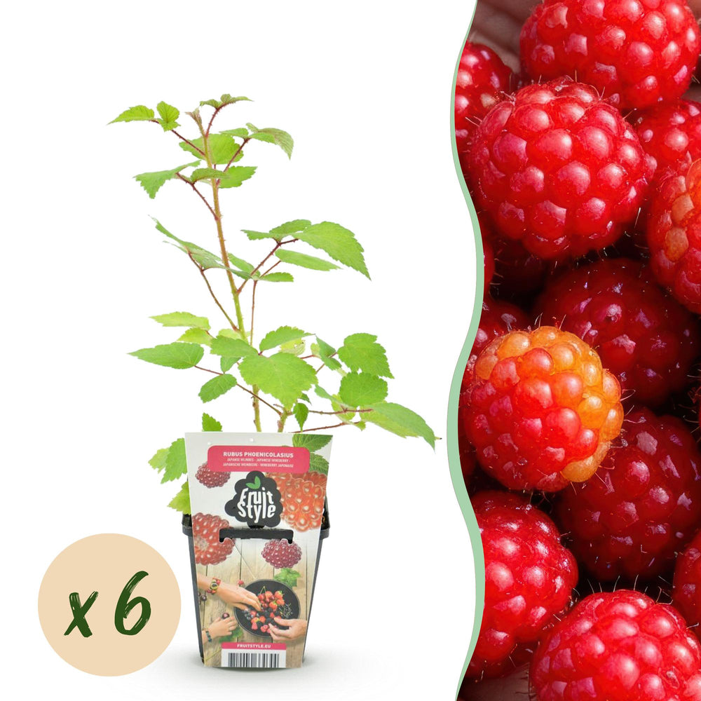 Vruchten Oase Bio Fruitplanten Mix Set Van 5 Verschillende Soorten bestellen bij de kweker - Pots&Plants