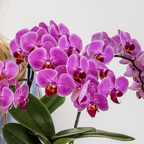 Plantenset Disco, groeiwijze van de plant