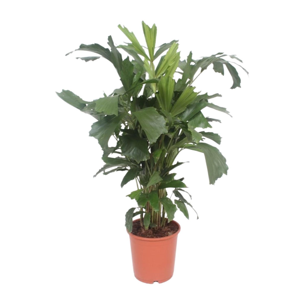 Productfoto van Caryota Mitis