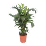 Caryota Mitis