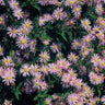 24x Aster ageratoides 'Asran'