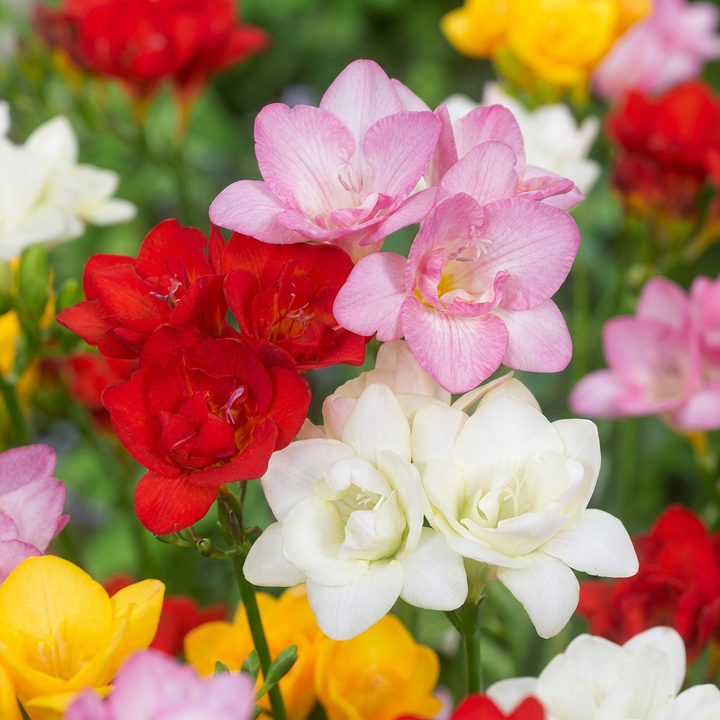 Dubbele fresia bloembollen mix, snijbloem
