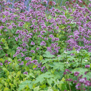 Origanum laevigatum &