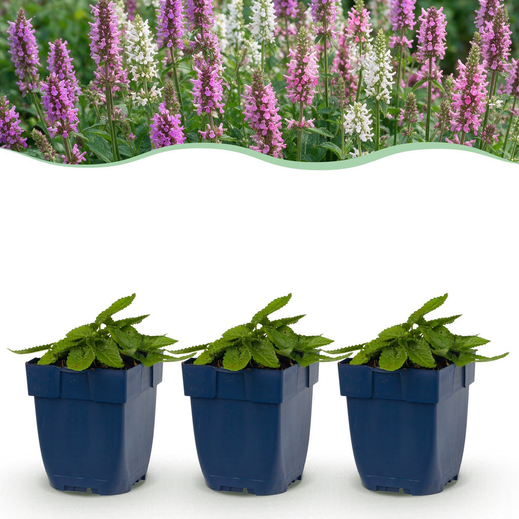 Stachys officinalis duo - betonie, plant in pot