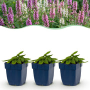 Stachys officinalis duo - betonie - 24 planten