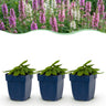 Stachys officinalis duo - betonie - 24 planten