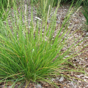 Sesleria autumnalis