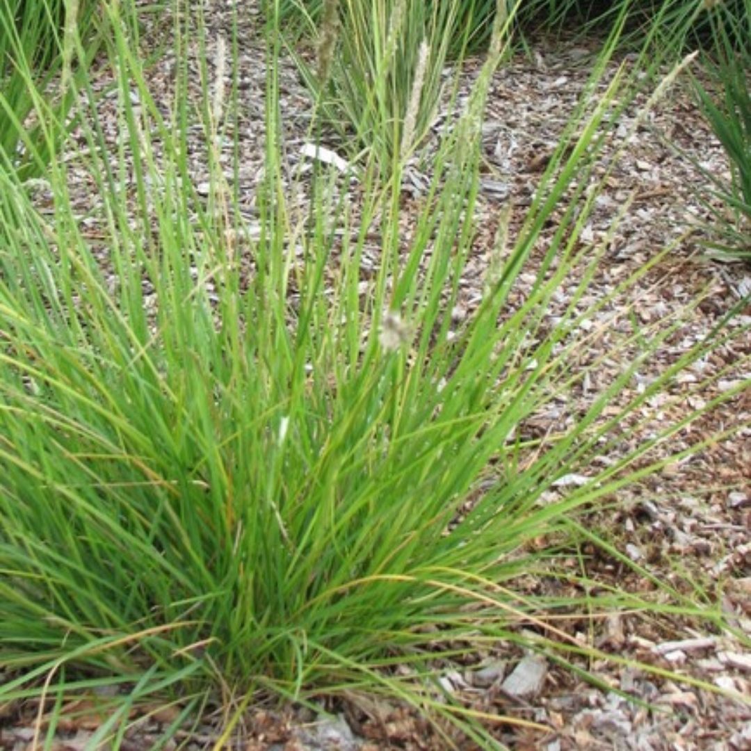 Sesleria autumnalis, plant in pot