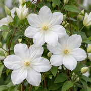 Clematis &