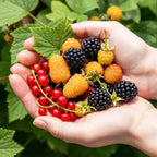 Kleinfruit-mix Tricolour, fruitgewas voor de tuin, groeiwijze van de plant