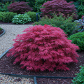 Japanse esdoorn Acer palmatum Pink Dwarf, plant in pot