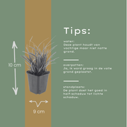 Carex morrowii