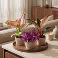 Kleine Baby Paradise Mix met tropische planten