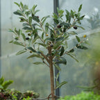 Olijfboom in pot, groeiwijze van de plant