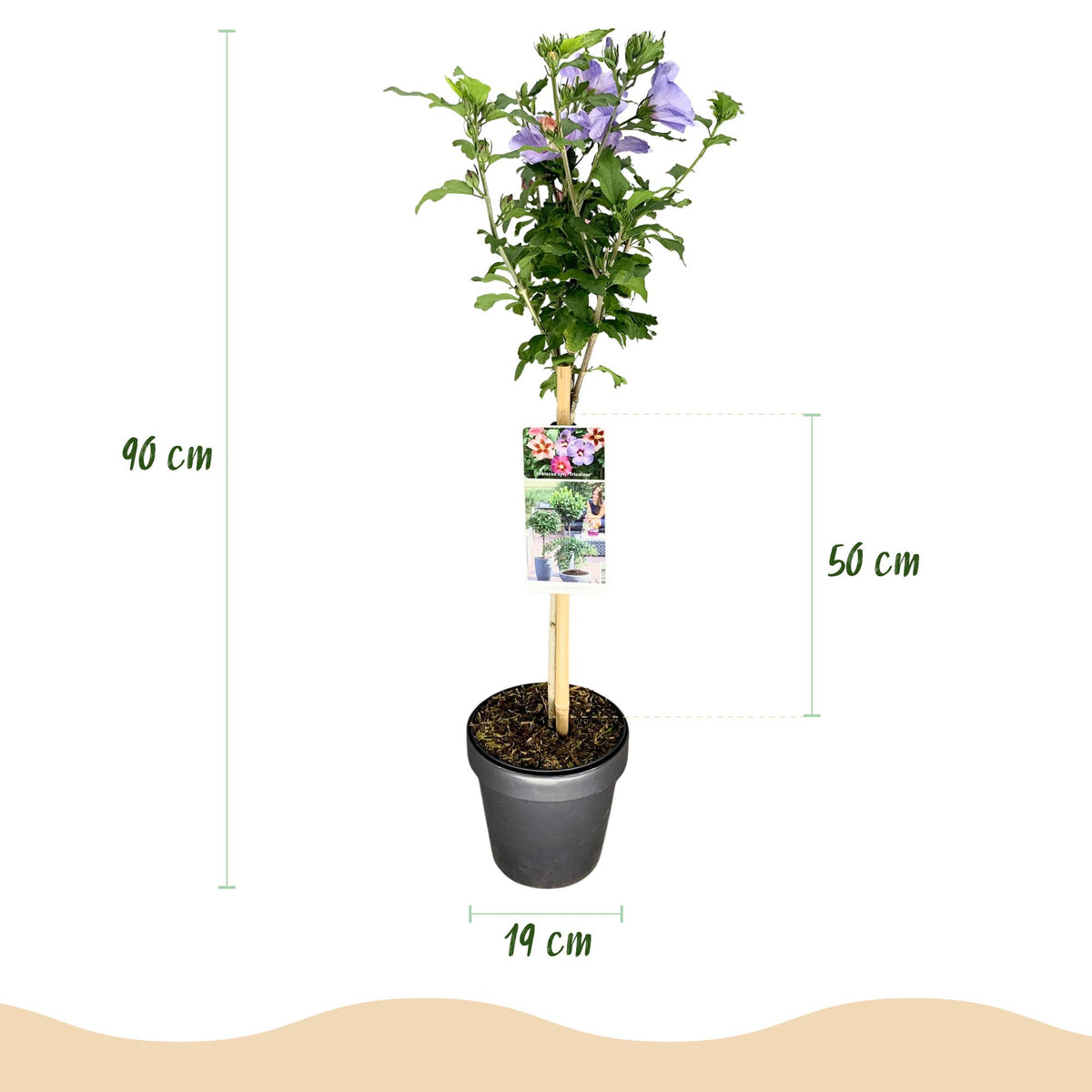 Hibiscus syriacus Tricolour, groene bladeren