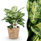 Diefenbachia Compacta met mand, plant voor binnen