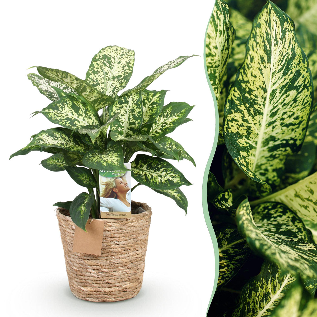 Diefenbachia Compacta met mand, plant voor binnen
