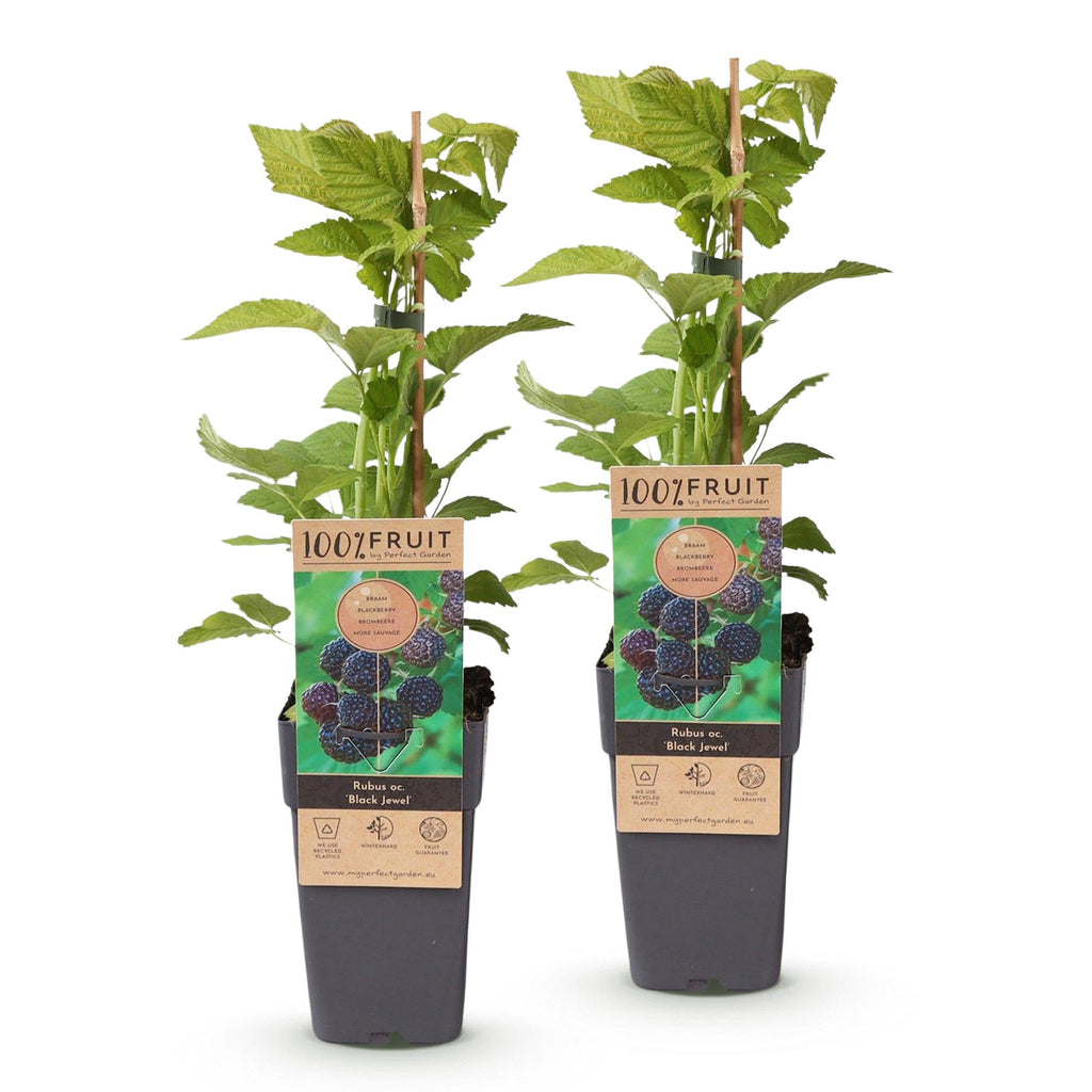 2x Bramenplant Black Jewel, detail van het blad