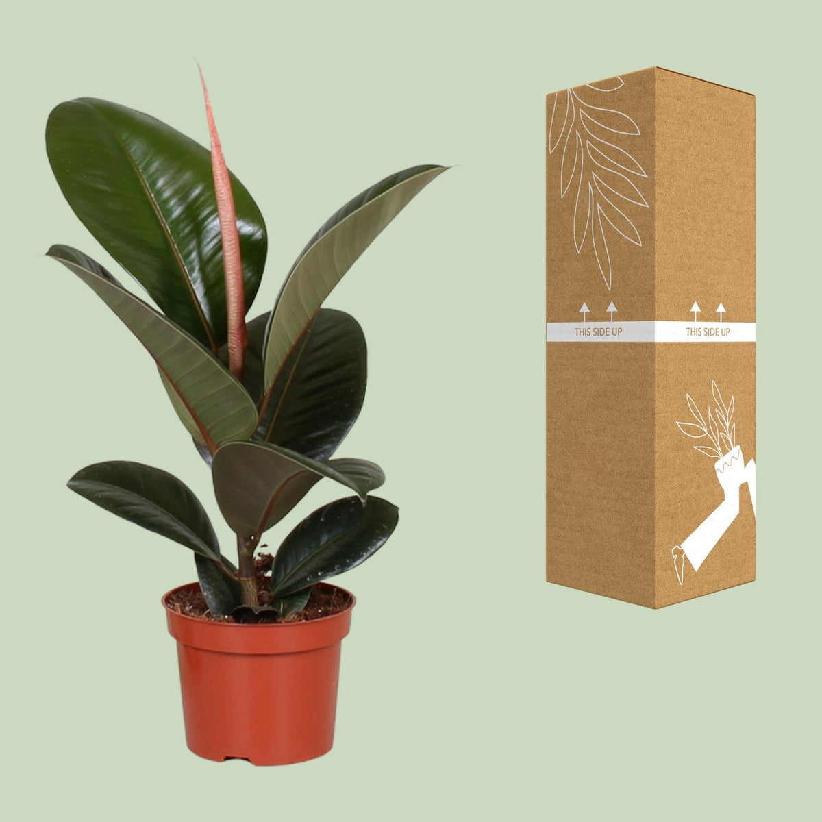 Productafbeelding van Pureplant