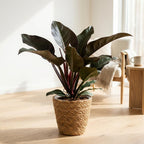 Philodendron Imperial Red - Rood met Mand, kenmerkend blad
