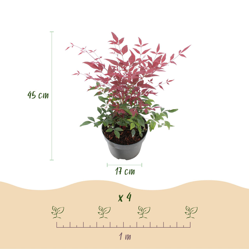 Nandina Obsessed, groeiwijze van de plant