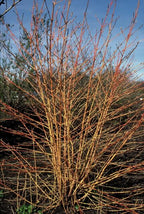 Cornus sang. 'Midwinter Fire', 15 cm hoog, kenmerkend blad