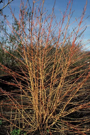 24x Cornus sang. &