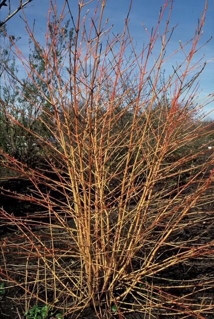 Cornus sang. 'Midwinter Fire', 15 cm hoog, kenmerkend blad