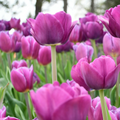 Tulpenbollen Purple Prince – 20 Stuks Maat 11/12, plant in pot