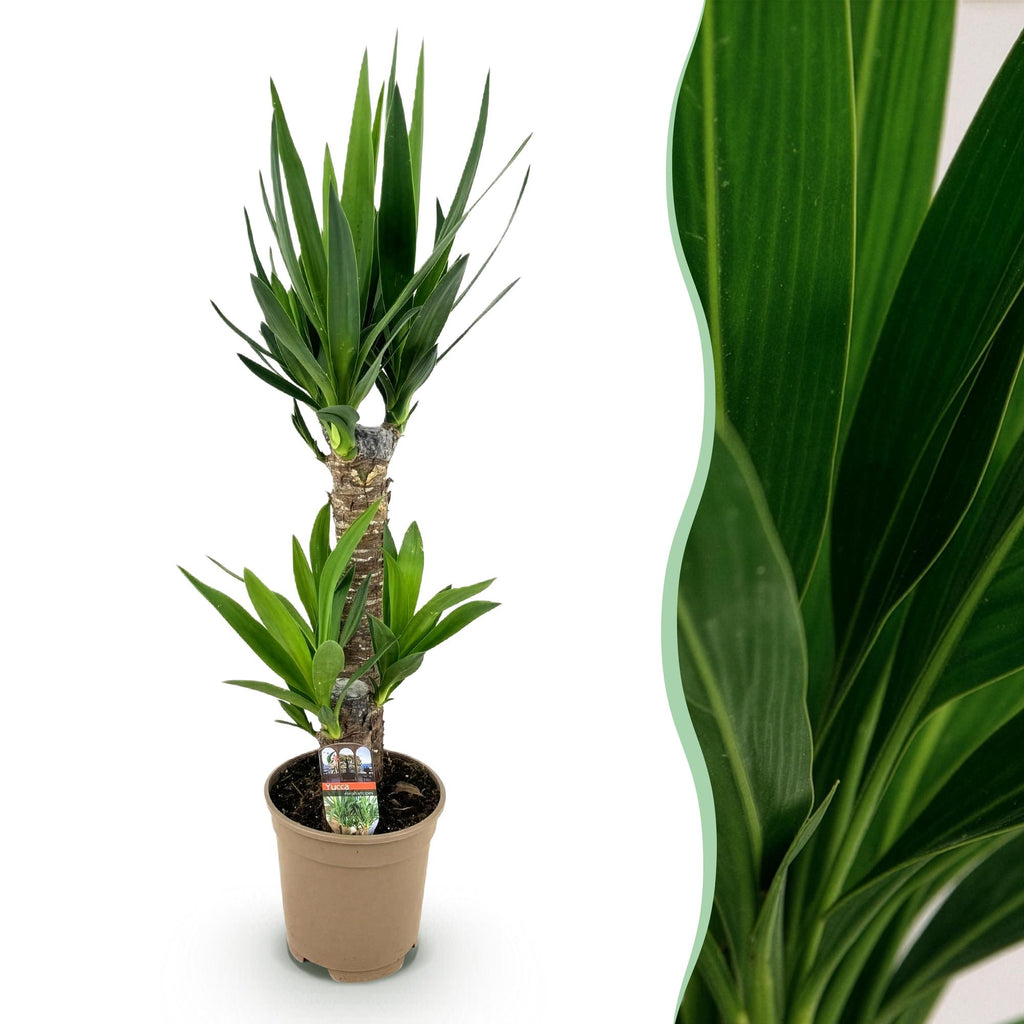 Yucca elephantipes, 75 cm hoog, geschikte tuinplant