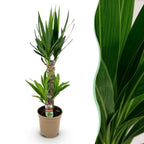 Yucca elephantipes, 75 cm hoog, geschikte tuinplant