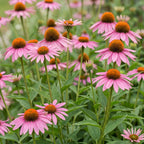 Echinacea purp. Magnus - Zonnehoed - Roze, compacte plant