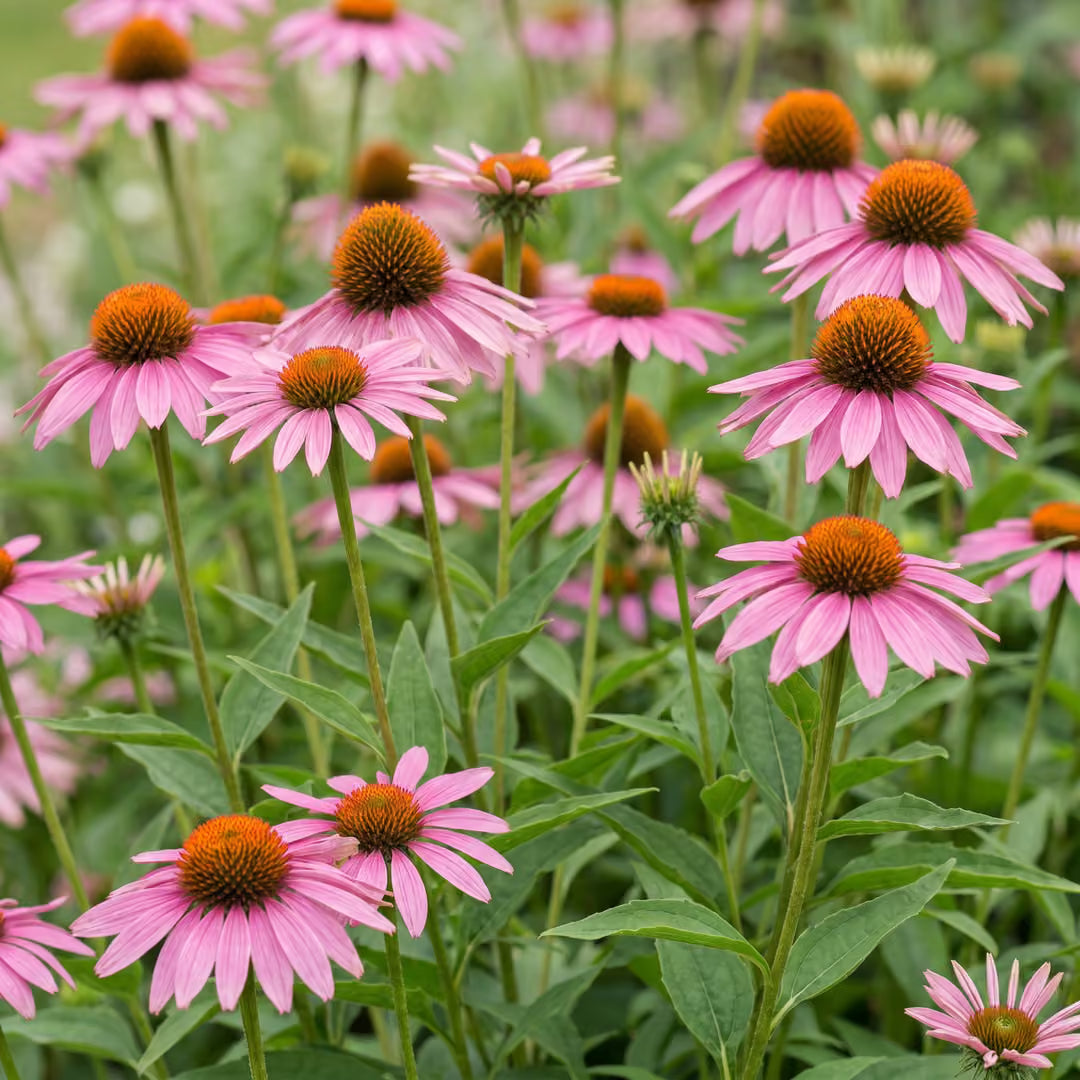 Echinacea purp. Magnus - Zonnehoed - Roze, compacte plant