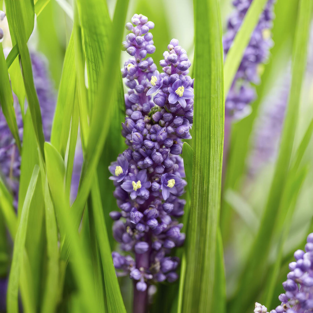 Liriope muscari 'Moneymaker', groeiwijze van de plant