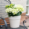 Hortensia