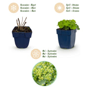 Alchemilla mollis - Vrouwenmantel - Bodembedekkend - Geel - 6 Planten