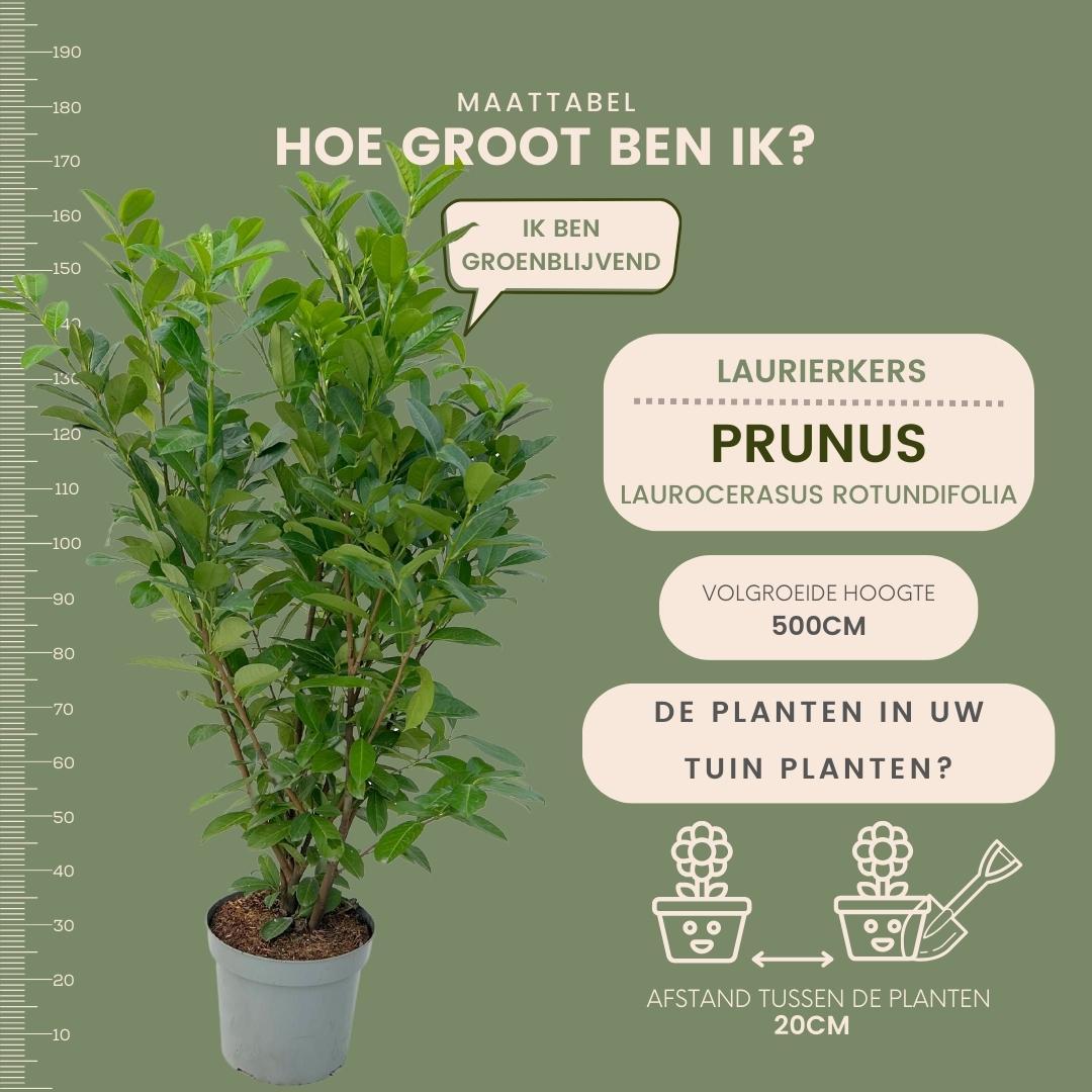Laurierkers 'Rotundifolia', 15L, 20 stuks voor 10 m haag, groeiwijze van de plant