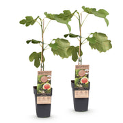 Ficus carica Brown Turkey