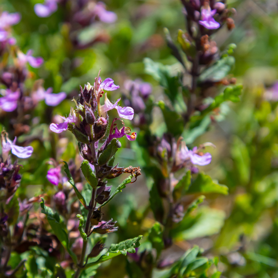 Teucrium lucidrys, compacte plant