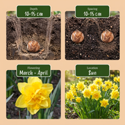 Gevulde narcis &