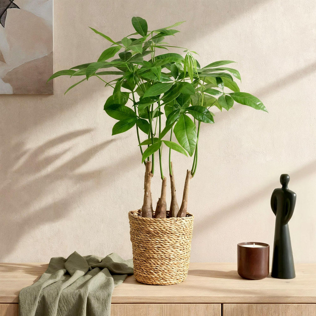 Pachira Aquatica multi stam, gezonde plant voor binnen of in de tuin