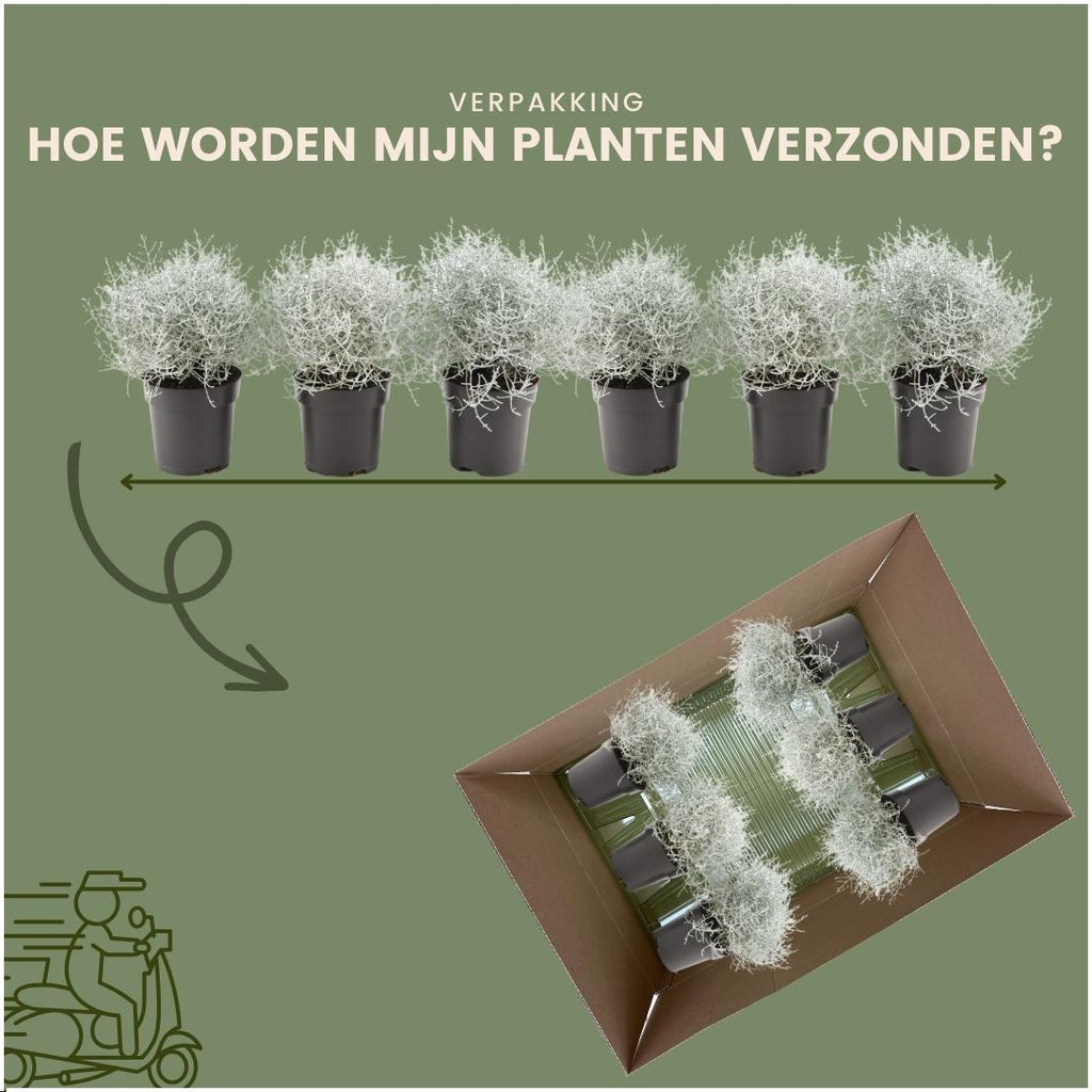 Productafbeelding van Pureplant