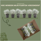 Productafbeelding van Pureplant