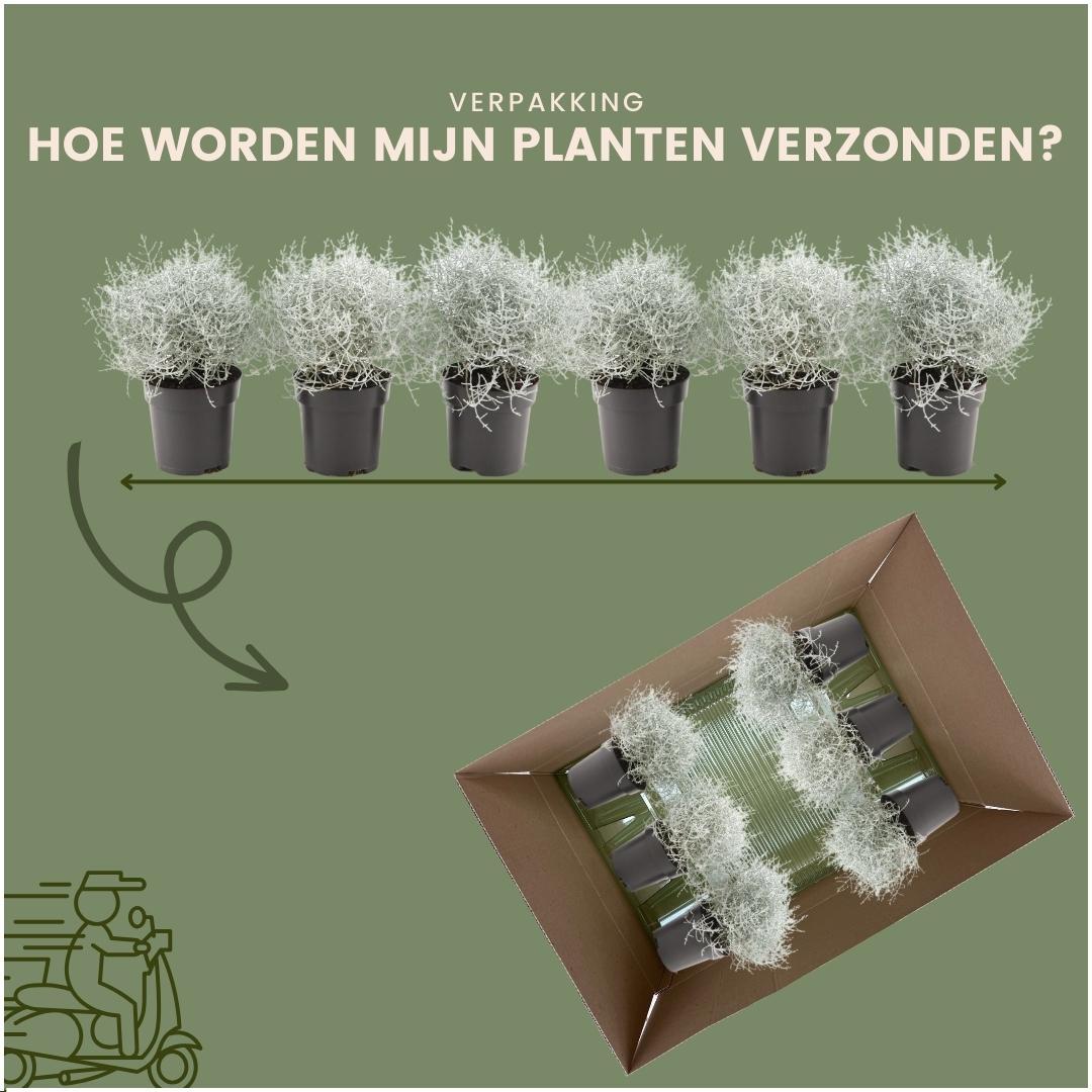 Productafbeelding van Pureplant
