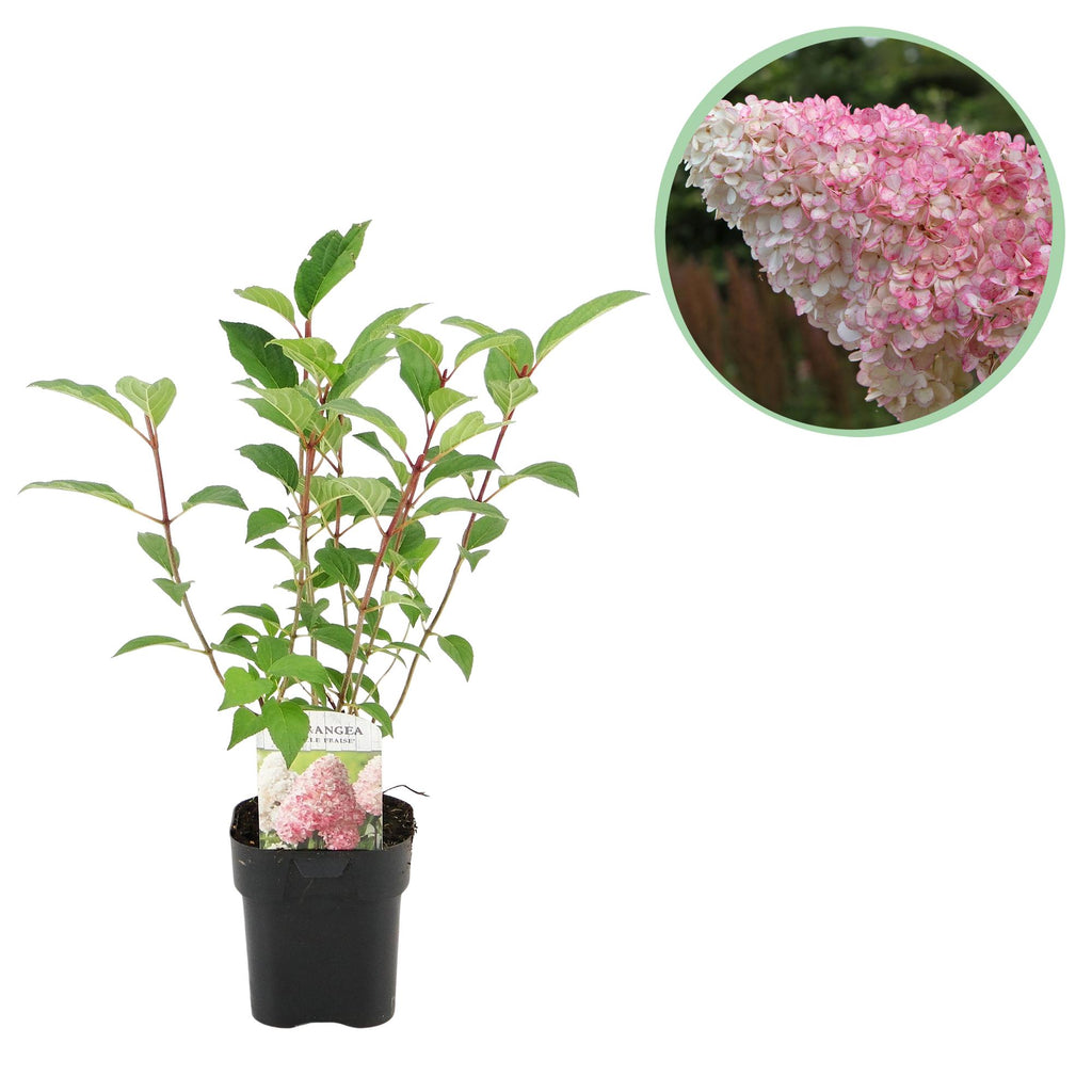 Hydrangea panniculata Vanille Fraise, detail van het blad