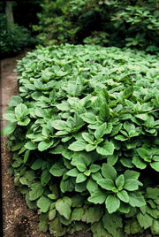 6x Pachysandra terminalis