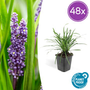 Liriope muscari &