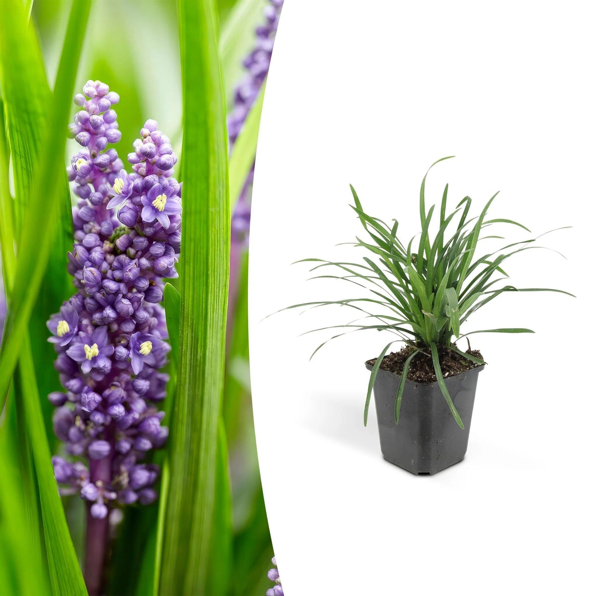Liriope muscari 'Big Blue', detail van het blad